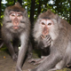 Two monkeys in Bali, Indonesia